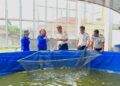 Panen ikan patin warga binaan yang dilaksanakan Rutan Tamiang Layang, Selasa (1/9/2026). (ist)