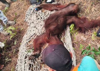 Orangutan jantan yang ditemukan terkulai lemas diduga dehidrasi, di Kebun Banturung, Palangka Raya, Sabtu (17/10/2026). (ist)