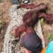 Orangutan jantan yang ditemukan terkulai lemas diduga dehidrasi, di Kebun Banturung, Palangka Raya, Sabtu (17/10/2026). (ist)