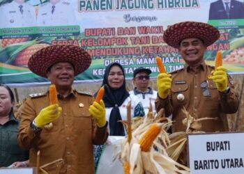 Bupati Barito Utara, H. Shalahuddin dan Wabup Felix Soenadi Y. Tingan, menghadiri panen bersama jagung hibrida di Desa Mampuak I, Kecamatan Teweh Timur, Selasa (20/10/2026).