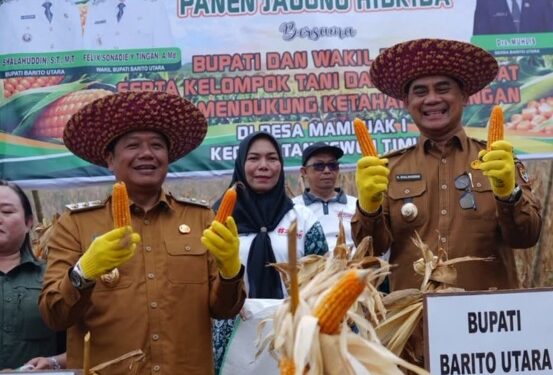Bupati Barito Utara, H. Shalahuddin dan Wabup Felix Soenadi Y. Tingan, menghadiri panen bersama jagung hibrida di Desa Mampuak I, Kecamatan Teweh Timur, Selasa (20/10/2026).